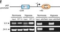 Chromatin Immunoprecipitation: HIF-1 alpha Antibody - BSA Free [NB100-479] - Hypoxia reduces inflammatory signaling pathways & NLRP3 expression & induces autophagy in IECs. a HT-29 cells were subjected to normoxia & hypoxia at the indicated times in the absence or presence of 10 µg/ml LPS. Autophagy was measured by variations in the ratio of LC3-II/LC3-I & the total amount of LC3 (LC3-I plus LC3-II) relative to  beta -actin. Results are representative of two independent experiments. b, c & d HT-29 cells were subjected to normoxia & hypoxia for the indicated periods in the absence or presence of 10 µg/ml LPS, followed by transcript analysis. Statistical analysis was performed using one-way ANOVA followed by Tukey’s post-test. Results represent mean + s.e.m. of two independent experiments done in triplicate, *P < 0.05; **P < 0.01; ***P < 0.001; ns not significant. e HT-29 cells were subjected to normoxia or hypoxia in the presence & absence of 10 µg/ml LPS & 20 µM of MG132. Results are representative of two independent experiments. f & g Putative binding sites for HIF-1 alpha  & NF-kappa B were found in the p62 f & NLRP3 g promoters using Genomatix software tools. Numbers under the boxes indicate the distance from the transcription start site. HT-29 cells were subjected to normoxia (21% O2) or hypoxia (0.2% O2) for 6 h & 24 h. ChIP analysis was performed using antibodies against HIF-1 alpha  & NF-kappa B for immunoprecipitation. PCR was performed using the promoter-specific primers for the p62 f & NLRP3 g promoter binding sites of HIF-1 alpha  & NF-kappa B. Aliquots taken prior to immunoprecipitation were used as input control. PCR products were run on 2% agarose gel. The results are representative of three independent experiments. Image collected & cropped by CiteAb from the following publication (//pubmed.ncbi.nlm.nih.gov/28740109), licensed under a CC-BY license. Not internally tested by Novus Biologicals.