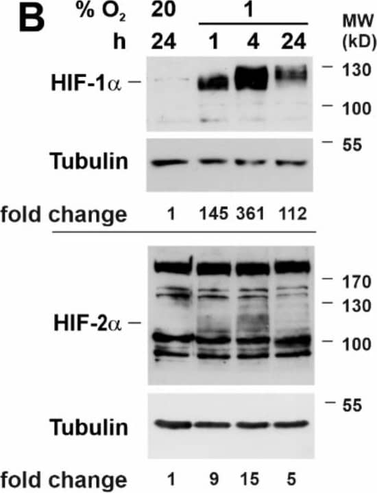 Western Blot: HIF-1 alpha Antibody - BSA Free [NB100-479] - Kidney-derived Sca-1+ cells produce Epo. (A) Epo protein levels in supernatants obtained from Sca-1+ cells cultured in normoxia or hypoxia (n = 3 biological replicates). (B) HIF-1 alpha  & HIF-2 alpha  protein levels in Sca-1+ kidney-derived cells after exposure to normoxia (20% O2) or hypoxia (1% O2). Numbers below the blots indicate the fold change of the ratio of HIF-1 alpha /Tubulin & HIF-2 alpha /Tubulin in 1% O2 to the respective 20% O2 control. (C) Epo RNA levels in Sca-1+ cells that were incubated either at 20% O2 of 1% O2 as indicated (n = 4 biological replicates). (D) Mesenchymal stem cell markers in renal Sca-1+ cells on day 21 of culture; reads per kilobase million (RPKM). (E) Volcano plot of 4592 significantly up- & 5376 significantly downregulated mRNAs in kidney-derived Sca-1+ cells on day 21 in culture compared to day 0. Mean values ± SEM are shown. * p < 0.05. Image collected & cropped by CiteAb from the following publication (//pubmed.ncbi.nlm.nih.gov/35203399), licensed under a CC-BY license. Not internally tested by Novus Biologicals.