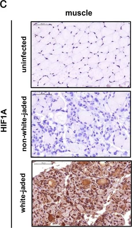 Immunohistochemistry: HIF-1 alpha Antibody - BSA Free [NB100-479] - A “white-jade” muscle phenotype in EV-A71-infected mouse strain 129. aLeft panel: We coined a “white-jade” phenotype to describe the pathological changes in the color of the hindlimb muscle in EV-A71-infected mice (indicated by arrow). This phenotype showed characteristic muscle with locally whitened color in appearance & hardened tissue mass. In the saline control, tendons (not muscle) can be seen in white color. Right panel: An anatomical sketch of the hindlimb muscle. GM: gluteal muscle, QF: quadratus femoris muscle, BF: Biceps femoris muscle. b Both VP1 protein (upper) & myogenin protein (lower) were detected by IHC staining in the muscles, indicating EV-A71 infection, muscle injury & regeneration. The magnification is 200X. c Striking expression of HIF1A (hypoxia inducible factor 1-alpha ) protein (brown color) was detected by IHC staining in the white-jaded tissue, but not in the non-white-jaded tissue from the same mouse. d Specific association between HIF1A expression & white-jaded muscle Image collected & cropped by CiteAb from the following publication (//pubmed.ncbi.nlm.nih.gov/31711481), licensed under a CC-BY license. Not internally tested by Novus Biologicals.