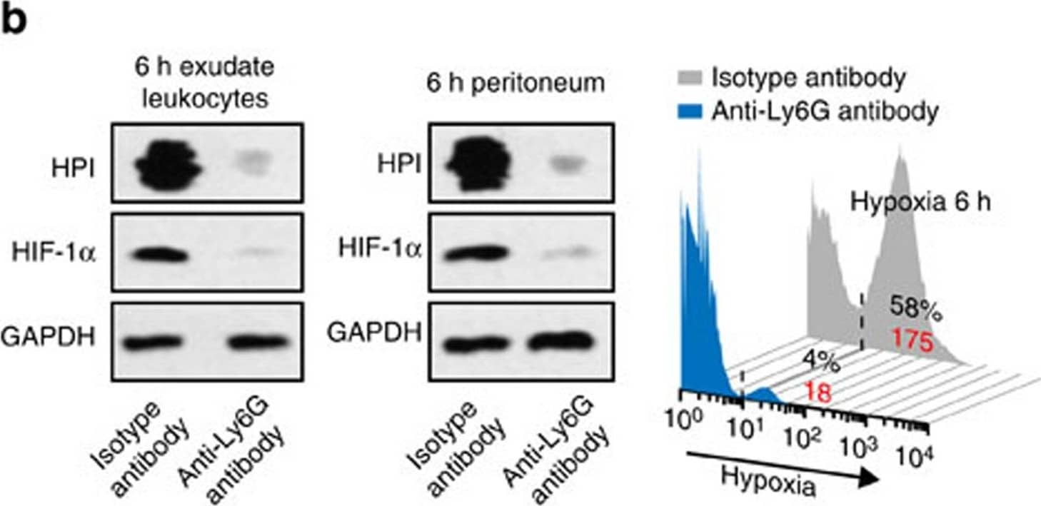 Western Blot: HIF-1 alpha Antibody - BSA Free [NB100-479] - Phagocyte infiltration contributes to the respiratory burst & consequent EPO signalling activation during inflammation resolution.ZymA (i.p., 1 mg per mouse) was applied to induce peritonitis in male WT mice. (a–c) Mice were treated with either 0.5 mg per mice i.p. of anti-Ly6G antibody or control (isotype control rat IgG2a) 1.5 day before zymA injection, & exudate leucocytes, peritoneum & peritoneal fluid were collected for analysis of ROS (a, n=3), hypoxia, HIF-1 alpha  (b, n=3) & EPO (c, n=3) at 6 24 h. (d–f) Mice were treated with either anti-Ly6G antibody (0.5 mg per mice) plus clodronate liposomes (0.2 ml per 10 g) or control (isotype antibody+empty liposome) before zymA injection, & exudate leucocytes, peritoneum & peritoneal fluid were collected for analysis of ROS (d, n=3), hypoxia, HIF-1 alpha  (e, n=3) & EPO (f, n=3) at 24 h. Representative data from two independent experiments are shown. For flow cytometry data, black numbers refer to the percentage of positive cells & red numbers refer to the mean fluorescent intensity. Error bars represent the s.e.m. *P<0.05, two-tailed unpaired Student's t-test. Full-size images for b & e are shown in Supplementary Fig. 12. Image collected & cropped by CiteAb from the following publication (//pubmed.ncbi.nlm.nih.gov/27397585), licensed under a CC-BY license. Not internally tested by Novus Biologicals.