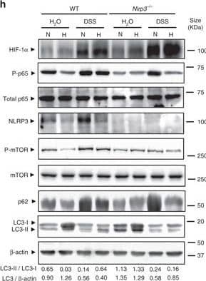 Western Blot: HIF-1 alpha Antibody - BSA Free [NB100-479] - Hypoxia reduces inflammatory processes & induces autophagy in the DSS mouse model of colitis. a, b, c, d, e, f & g WT & Nrlp3−/− mice were administered with DSS or DSS-free water & subjected to normoxia (N, 21% O2) or hypoxia (H, 8% O2). After 18 h, mice were killed & colon biopsies were collected. Statistical analysis was performed using one-way ANOVA followed by Tukey’s post-test. Results represent mean + s.e.m., WT mice under normoxia: n = 5, WT mice under normoxia: n = 5, DSS-treated WT mice under normoxia: n = 6; Nrlp3−/− mice under normoxia: n = 5; DSS-treated Nrlp3−/− mice under normoxia: n = 6; WT mice under hypoxia: n = 4, DSS-treated WT mice under hypoxia: n = 5; Nrlp3−/− mice under hypoxia: n = 3; DSS-treated Nrlp3−/− mice under hypoxia: n = 3, *P < 0.05; **P < 0.01; ***P < 0.001. h Total protein was isolated & western blot performed. LC3-I & LC3-II bands were quantified, & autophagy was measured by variations in the ratio of LC3-II/LC3-I & the total amount of LC3 (LC3-I plus LC3-II) relative to  beta -actin Image collected & cropped by CiteAb from the following publication (//pubmed.ncbi.nlm.nih.gov/28740109), licensed under a CC-BY license. Not internally tested by Novus Biologicals.