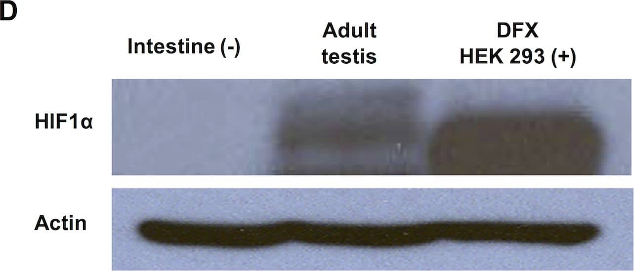 Western Blot: HIF-1 alpha Antibody - BSA Free [NB100-479] - Hif1 alpha  expression in neonatal & adult testis.(A) Section of testis from 5-day old (P5) male new born pups showing Hif1 alpha  expression in MVH+ gonocytes within the seminiferous tubules (top) & negative control images without primary antibodies (bottom). Scale bar: 50μm. (B) Western blot analysis of Hif1 alpha  expression in P5 testes (left) compared to extract of the adult brain sub-ventricular zone (SVZ) (right). Loading control ( beta -Actin) is shown below. (C) Section of adult (3 month old) testis showing Hif1 alpha  expression in spermatogonia. Scale bar: 30μm. (D) Western blot analysis of whole adult testis. HEK293 cells treated with DFX were used as a positive control & intestinal tissue was used as a negative control. Loading control ( beta -Actin) is shown below. Image collected & cropped by CiteAb from the following publication (//pubmed.ncbi.nlm.nih.gov/27148974), licensed under a CC-BY license. Not internally tested by Novus Biologicals.