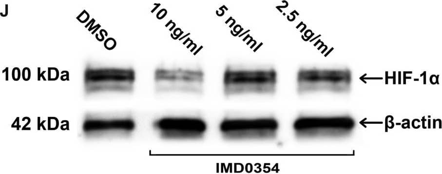 Western Blot: HIF-1 alpha Antibody - BSA Free [NB100-479] - Effect of IKK2 inhibition on HUVEC, microvessel outgrowth from aortic rings, & VEGF-A expression. a Dose-dependent (10, 5 & 2.5 ng/ml) inhibitory effect of IMD0354 on HUVEC migration relative to control (DMSO 1 µl/ml). Living HUVEC were visualized with Calcein-AM (green). b Quantification of HUVEC migration distance (n = 8). One-way ANOVA test with Tukey multiple comparison was used to determine statistical significance. c HUVEC has grown on Geltrex to evaluate tube formation in the presence of IMD0354 compared to drug-free vehicle (DMSO). Vital HUVEC are stained with calcein-AM (green), & dead HUVEC are displayed in red (propidium iodide). Quantitative analysis of a number of junctions (d), & tubules (e) formed by HUVEC, & total tubule length (f) (n = 8). g Quantitative analysis of cell death induced by IMD0354 treatment (n = 8). h Effect of IMD0354 on cell proliferation in the aortic ring assay. Student t test was used to determine statistical significance. i Western blot analysis of VEGF-A expression in HUVEC treated with IMD0354 (10, 5, 2.5 ng/ml), with  beta -actin as a loading control. j Western blot analysis of HIF-1 alpha  expression in HUVEC treated with IMD0354 (10, 5, 2.5 ng/ml), with  beta -actin as a loading control. k Immunofluorescent detection of VEGF-A (green) in HUVEC treated with IMD0354 (10, 5, 2.5 ng/ml). Cell nuclei visualized with DAPI staining (blue). n.s. p > 0.05; *p < 0.05; **p < 0.01; ***p < 0.001 Image collected & cropped by CiteAb from the following publication (//link.springer.com/10.1007/s10456-018-9594-9), licensed under a CC-BY license. Not internally tested by Novus Biologicals.