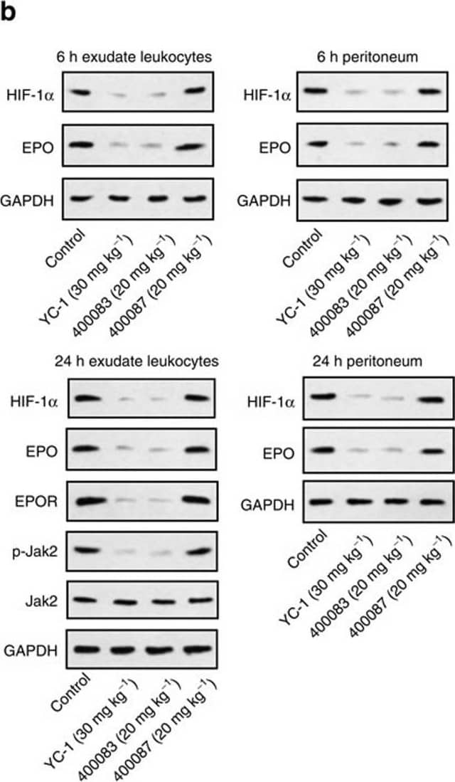 Western Blot: HIF-1 alpha Antibody - BSA Free [NB100-479] - Respiratory burst contributes to the EPO signalling activation during inflammation resolution.ZymA (i.p., 1 mg per mouse) was applied to induce peritonitis in male WT mice or CGD mice. (a) Exudate leucocytes & peritoneum were collected at indicated intervals, & protein levels of HIF-1 alpha  & HIF-2 alpha  were measured by WB (n=3). (b) YC-1, 400083 or 400087 were intraperitoneally given to WT mice 3 h before zymA injection & the protein levels of related molecules were analysed by WB (n=2). (c) Mice were killed 1 h after injection of pimonidazole at indicated intervals & the protein adducts of reductively-activated pimonidazole were detected by WB with Hypoxiprobe-1-Mab-1 (HPI) (n=2). (d) Flow cytometry for ROS at indicated intervals (n=3). (e) Flow cytometry for cellular sources of ROS at indicated intervals (n=3). Representative data from at least two independent experiments are shown. For flow cytometry data from d, black numbers refer to the percentage of positive cells & red numbers refer to the mean fluorescent intensity. Error bars represent the s.e.m. *P<0.05, two-tailed unpaired Student's t-test. Full-size images for a–c are shown in Supplementary Figs 8–10, respectively. Image collected & cropped by CiteAb from the following publication (//pubmed.ncbi.nlm.nih.gov/27397585), licensed under a CC-BY license. Not internally tested by Novus Biologicals.