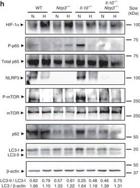 Western Blot: HIF-1 alpha Antibody - BSA Free [NB100-479] - Hypoxia reduces inflammatory processes & induces autophagy in Il-10−/− mice. a, b, c, d, e, f & g WT, Nrlp3−/−,Il-10−/−, & Il-10−/−Nrlp3−/−double knockout mice were subjected to normoxia (N, 21% O2) or hypoxia (H, 8% O2). After 18 h, mice were killed & colon biopsies were collected. Statistical analysis was performed using one-way ANOVA followed by Tukey’s post-test. Results represent mean + s.e.m., WT mice under normoxia: n = 5, WT mice under hypoxia: n = 5; Nrlp3−/− mice under normoxia: n = 4; Nrlp3−/− mice under hypoxia: n = 5; Il-10−/− mice under hypoxia: n = 4; Il-10−/− mice under hypoxia: n = 4; Il-10−/−Nrlp3−/− mice under normoxia: n = 7; Il-10−/−Nrlp3−/− mice under hypoxia: n = 9, *P < 0.05; **P < 0.01; ***P < 0.001. h Total protein was isolated & western blot performed. LC3-I & LC3-II bands were quantified, & autophagy was measured by variations in the ratio of LC3-II/LC3-I & the total amount of LC3 (LC3-I plus LC3-II) relative to  beta -actin Image collected & cropped by CiteAb from the following publication (//pubmed.ncbi.nlm.nih.gov/28740109), licensed under a CC-BY license. Not internally tested by Novus Biologicals.