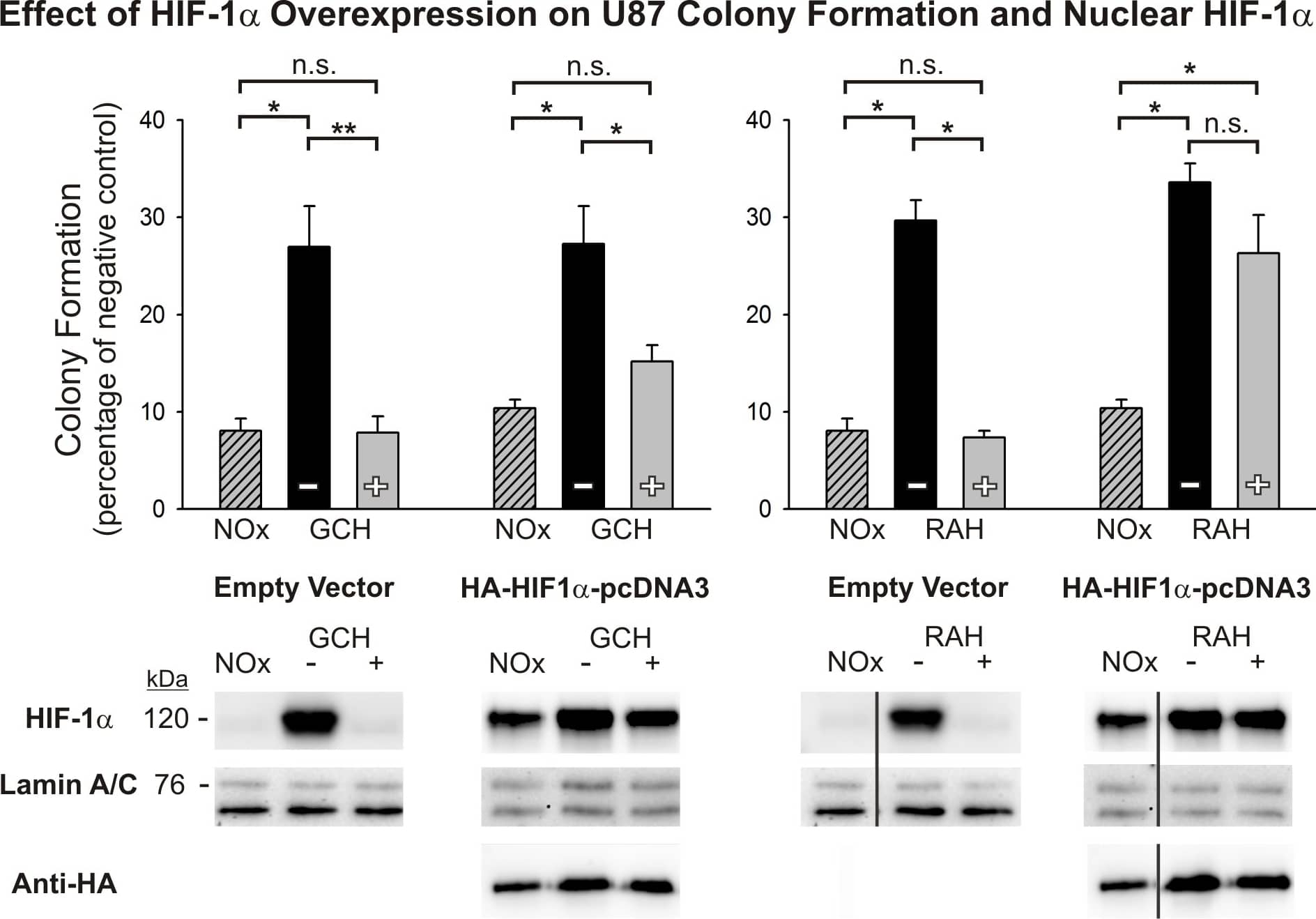 Western Blot: HIF-1 alpha Antibody - BSA Free [NB100-479] - HIF-1 alpha  overexpression rescues oxygen-induced radioresistance in RAH-treated cells, but not GCH-treated cells.Results are shown for the anchorage-independent colony forming assays for U87 cells transfected with either an empty vector or HIF-1 alpha  expression vector & then exposed to GCH or RAH protocols without (–) or with (+) reoxygenation. Continuously normoxic cells (NOx) were irradiated as a positive control. To allow for ease of comparisons among conditions, raw values are presented as a percentage of that cell type’s negative (non-irradiated) control & the means & SEMs are plotted. Each result represents at least three independent samples, plated in triplicate. Holm-Sidak comparisons for multiple groups were used for statistical comparisons of raw values (*p<0.05, **p<0.01). Western blotting analysis of nuclear HIF-1 alpha  at the time of irradiation is shown for each cell type below clonogenic results. Corresponding Western blots of lamin A/C are shown as a loading control & blots for hemagglutinin (HA) are shown below HIF-1 alpha  overexpression vector results to demonstrate transfection efficacy. All lanes shown that are non-adjacent to the negative control (NOx) are denoted with a separating black line. Image collected & cropped by CiteAb from the following publication (//pubmed.ncbi.nlm.nih.gov/25350400), licensed under a CC-BY license. Not internally tested by Novus Biologicals.