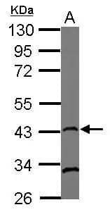 Sample (50 ug of whole cell lysate)  A: mouse testis  10% SDS PAGE  NB100-499 diluted at 1:500  