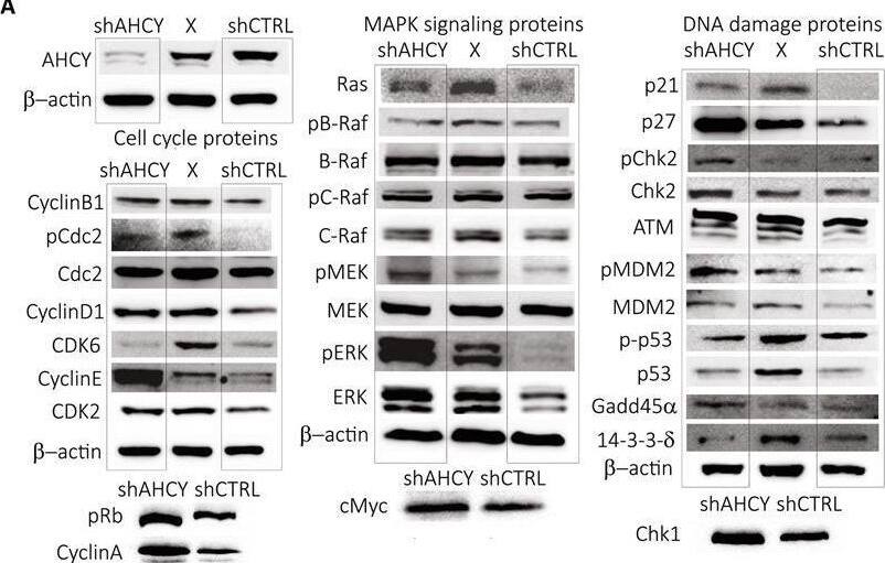 Proposed effects of AHCY silencing on cell cycle regulating proteins and checkpoints based on Western blotting results. (A) Upper panel: Protein expression levels (names listed in Table 2) analysed by Western blotting (30–80 μg of whole cell proteins loaded per well). Bands in lane marked with “X