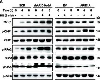 The effects of ARID1A on the response to replication stress and DSB induced by HU. (A and B) Western blot analysis of DDR-related genes following the exposure to 2 mM HU (A) and 4 mM HU (B) for the indicated times in ARID1A KD or OE DMS273 cells. (C to H) Cell viability (C and F) and clonal formation (D, E, G, and H) assays following 2 mM HU (C to E) and 4 mM HU (F to H) in ARID1A KD or OE DMS273 cells. n ≥ 3 independent experiments. Data are shown as the mean +/- SEM; n ≥ 3 independent experiments. Statistical analysis was performed using a one-way ANOVA. *P < 0.05, **P < 0.01, ***P < 0.001, ****P < 0.0001. Image collected and cropped by CiteAb from the following open publication (//pubmed.ncbi.nlm.nih.gov/41049615), licensed under a CC-BY license. Not internally tested by Novus Biologicals.
