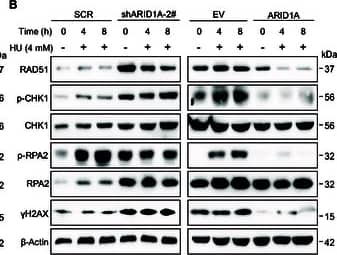 The effects of ARID1A on the response to replication stress and DSB induced by HU. (A and B) Western blot analysis of DDR-related genes following the exposure to 2 mM HU (A) and 4 mM HU (B) for the indicated times in ARID1A KD or OE DMS273 cells. (C to H) Cell viability (C and F) and clonal formation (D, E, G, and H) assays following 2 mM HU (C to E) and 4 mM HU (F to H) in ARID1A KD or OE DMS273 cells. n ≥ 3 independent experiments. Data are shown as the mean +/- SEM; n ≥ 3 independent experiments. Statistical analysis was performed using a one-way ANOVA. *P < 0.05, **P < 0.01, ***P < 0.001, ****P < 0.0001. Image collected and cropped by CiteAb from the following open publication (//pubmed.ncbi.nlm.nih.gov/41049615), licensed under a CC-BY license. Not internally tested by Novus Biologicals.