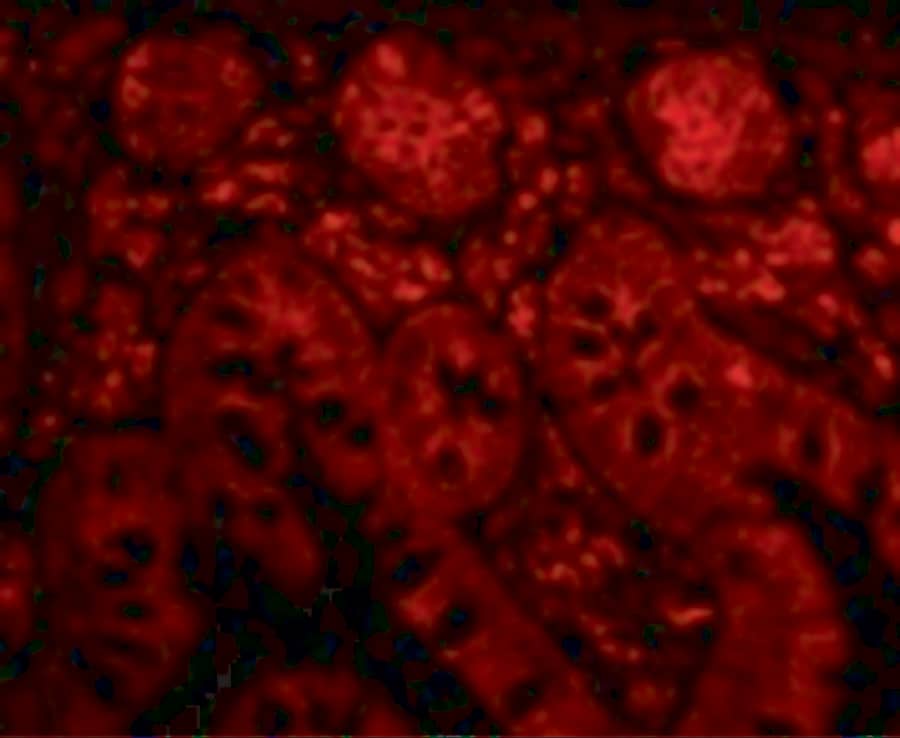 Immunocytochemistry/ Immunofluorescence: PTRH2 Antibody - BSA Free [NB100-55963] - Immunofluorescence of PTRH2 in Human Small Intestine cells with PTRH2 antibody at 20 ug/mL.