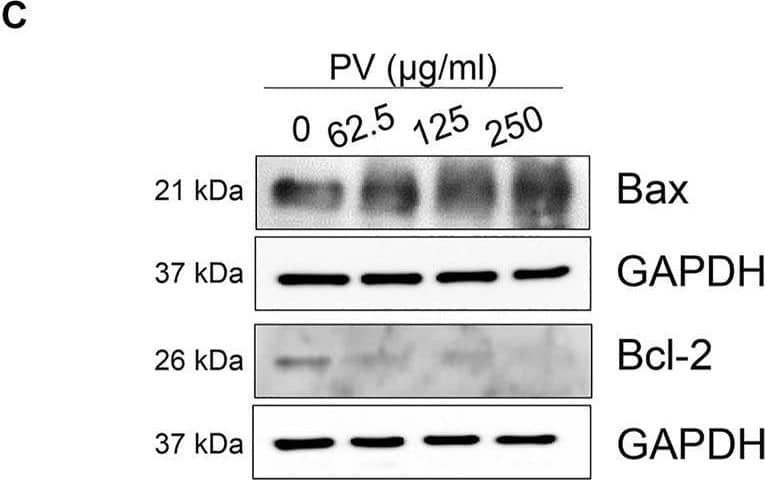 Western Blot Bax Antibody - BSA Free