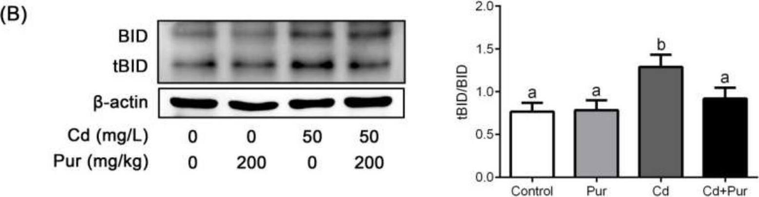 Pur attenuates Cd-induced apoptosis via inhibiting the Fas/FasL-mediated mitochondrial apoptotic pathway in the rat cerebral cortex in vivo. Rats were treated with Cd (50 mg/L) and/or Pur (200 mg/kg) for 90 days. (A) The levels of Fas, FasL, FADD, and Cleaved Caspase-8; (B) ratio of tBID/BID; and (C) the levels of Cleaved Caspase-9, Cleaved Caspase-3, and Cleaved PARP1 were detected by Western blot. Left panel: representative Western blot image; right panel, quantitative analysis (mean +/- SD, n = 3). The means labeled without a common letter (a, b, c) are significantly different, p < 0.05. Image collected and cropped by CiteAb from the following open publication (//pubmed.ncbi.nlm.nih.gov/34356602), licensed under a CC-BY license. Not internally tested by Novus Biologicals.