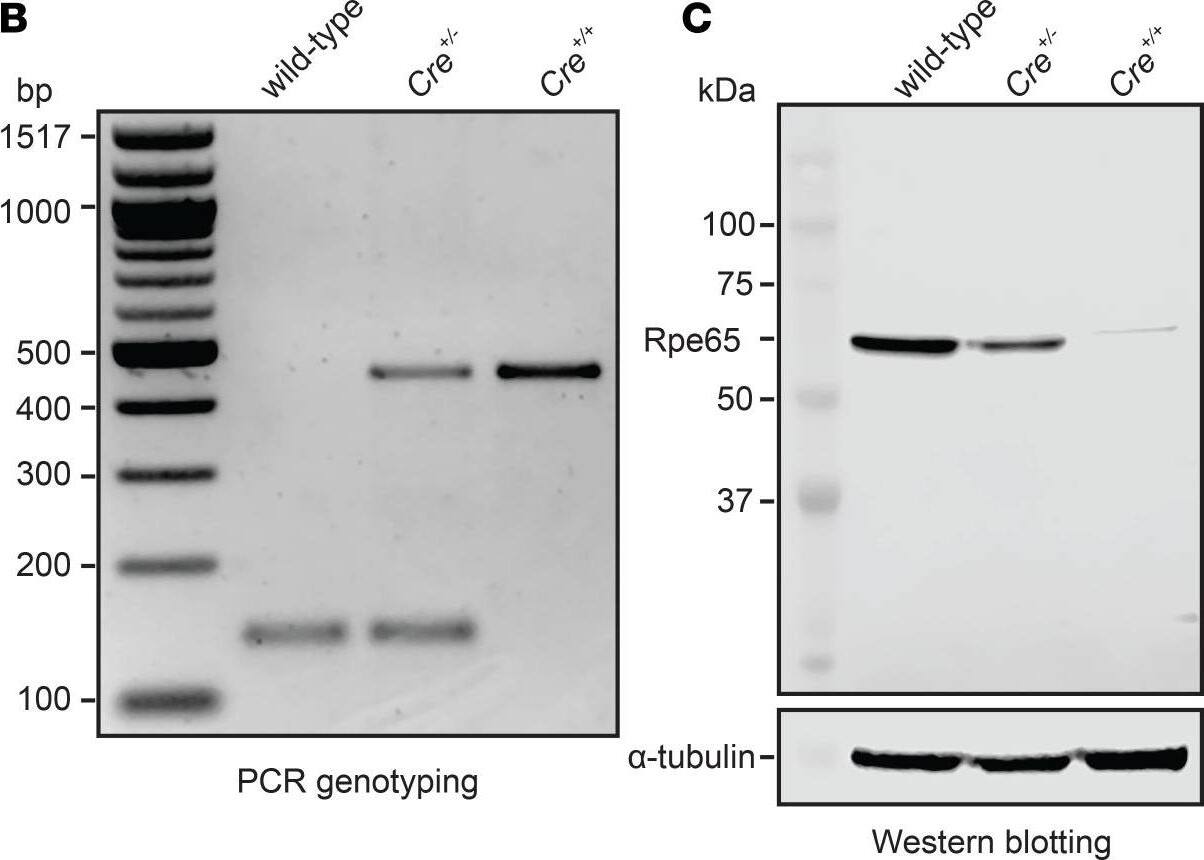 Western Blot: Cre Antibody [NB100-56134] - Generation, identification, & Rpe65 expression analysis of Rpe65CreERT2 mice.(A) KI strategy to introduce a P2A-CreERT2 coding sequence in-frame with the final coding exon (exon 14) of the Rpe65 gene. Primer-binding sites & expected PCR product sizes are shown below the wild-type & targeted alleles. The neomycin cassette in the targeting vector was removed during expansion of the embryonic stem cell clone. FLP-recombinase was subsequently bred out by crossing with C57BL/6 mice. The KI allele allows cotranslational expression of RPE65-P2A & CreERT2 as 2 separate polypeptides. The modified RPE65 protein contains an additional G534SGATNFSLLKQAGDVEENPG554 polypeptide sequence at its C-terminus, while CreERT2 contains an additional Pro residue at its N-terminus. (B) Genotyping results from wild-type, Cre+/–, & Cre+/+ animals. (C) Western blot analysis of RPE65 expression. After normalization to the  alpha -tubulin loading controls, the RPE65 expression levels in Cre+/– & Cre+/+ mice were estimated to be 59.7% & 1.1% of that for wild-type mice. Image collected & cropped by CiteAb from the following publication (//pubmed.ncbi.nlm.nih.gov/33784255), licensed under a CC-BY license. Not internally tested by Novus Biologicals.