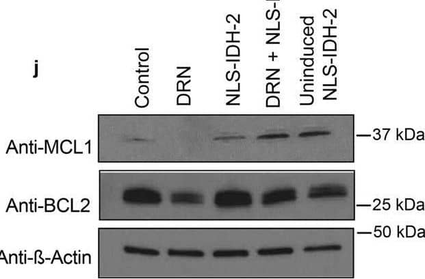 Western Blot Mcl-1 Antibody - BSA Free