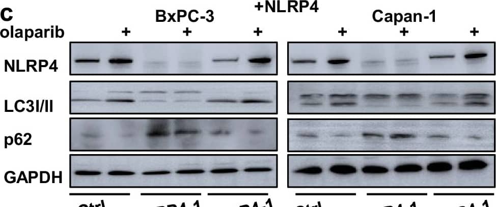 Western Blot NALP4 Antibody - BSA Free