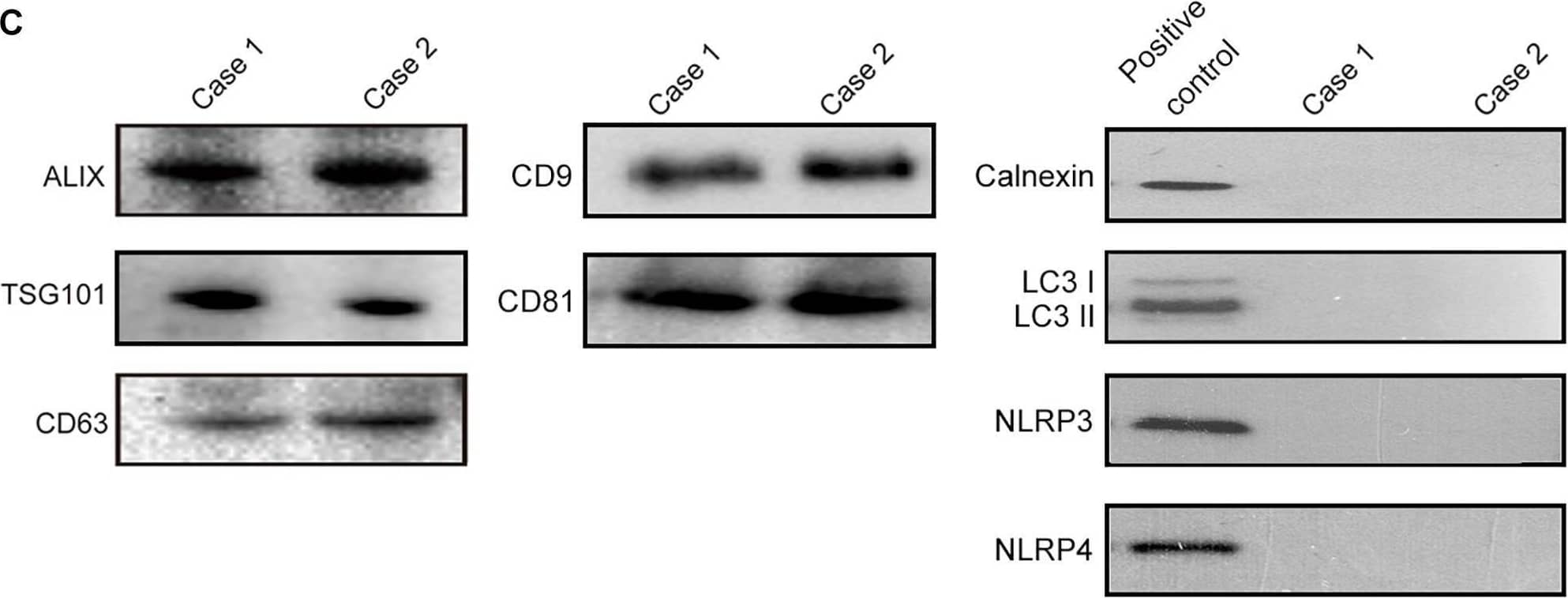 Western Blot NALP4 Antibody - BSA Free