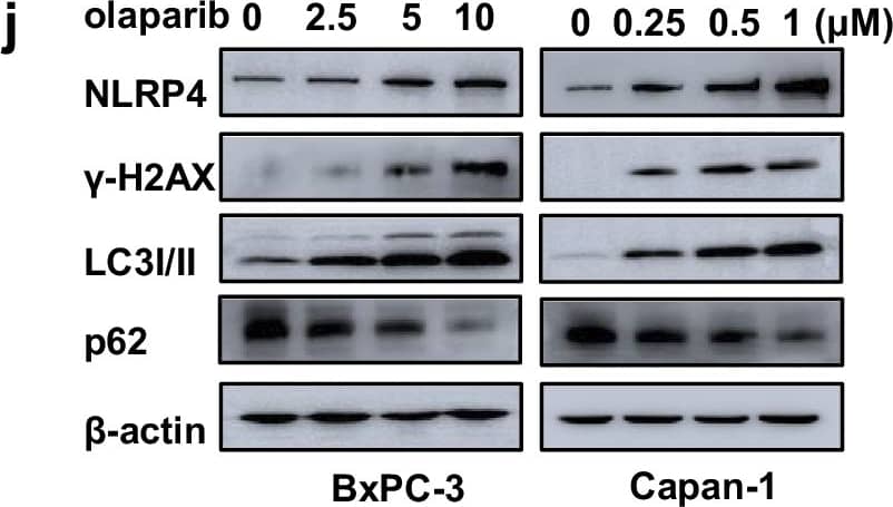 Western Blot NALP4 Antibody - BSA Free