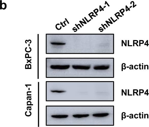 Western Blot NALP4 Antibody - BSA Free