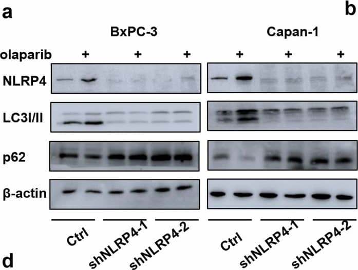 Western Blot NALP4 Antibody - BSA Free