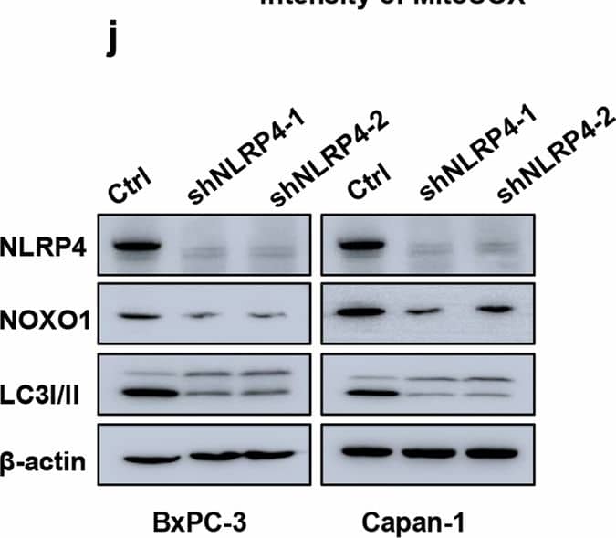 Western Blot NALP4 Antibody - BSA Free