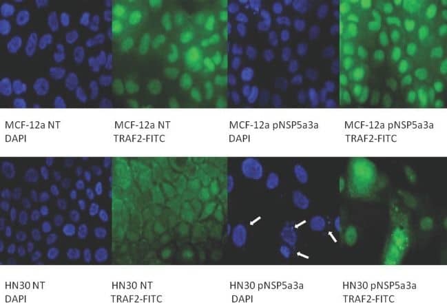 Immunostaining of HN30 and MCF-12a cells for TRAF2 3 days post-transfectionMCF-12a NT (DAPI): non-treated MCF-12a DAPI stained, MCF-12a NT (TRAF2-FITC): non-treated MCF-12a FITC stained for TRAF2, MCF-12a pNSP 5a3a (DAPI): MCF-12a transfected with pcDNA 3.0 NSP 5a3a DAPI stained, MCF-12a pNSP 5a3a (TRAF2-FITC): MCF-12a transfected with pcDNA 3.0 NSP 5a3a FITC stained for Traf-2, HN30 NT (DAPI): non-treated HN30 DAPI stained, HN30 NT (TRAF2-FITC): non-treated HN30 FITC stained for TRAF2, HN30 pNSP 5a3a (DAPI): HN30 transfected with pcDNA 3.0 NSP 5a3a DAPI stained, HN30 pNSP 5a3a (TRAF2-FITC): HN30 transfected with pcDNA 3.0 NSP 5a3a FITC stained for TRAF2. White arrows indicate apoptotic bodies. Image collected and cropped by CiteAb from the following open publication (//pubmed.ncbi.nlm.nih.gov/22170762), licensed under a CC-BY license. Not internally tested by Novus Biologicals.