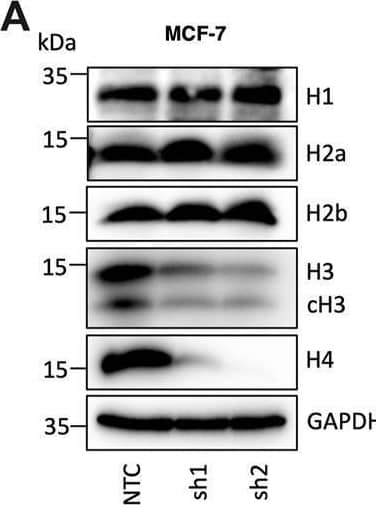 Western Blot Histone H2a Antibody - BSA Free