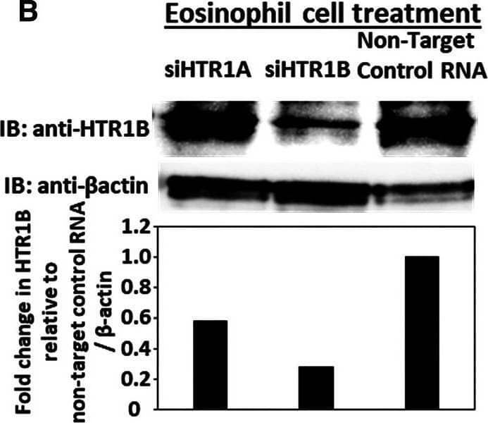Western Blot 5-HT1B Antibody - BSA Free