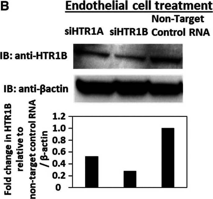 Western Blot 5-HT1B Antibody - BSA Free