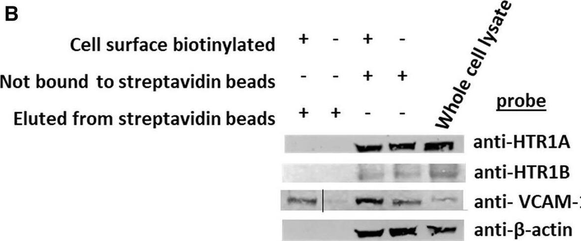 Exogenous serotonin did not block eosinophil transendothelial migration, consistent with intracellular HTR expression in endothelial cells. (A) Optical slices through the center of immunolabeled endothelial cell monolayers. Cells were fixed and immunolabeled with rabbit anti-mouse HTR1A, rabbit anti-mouse HTR1B or isotype control antibodies. Then the cells were washed and immunolabeled with FITC-conjugated goat anti-rabbit IgG. Then the cells were washed and immunolabeled with Alexa 647-conjugated rat anti-mouse VCAM-1 to mark the cell surface. The cells were cover-slipped with DAPI Prolong Gold to label the nuclei and coverslip the slides. The dotted white lines indicate location of cell membrane with VCAM-1 surface expression. (B) Biotinylation of endothelial surface proteins and western blot for HTR1A and HTR1B. (HTR1A, 46kD; HTR1B, 43kD; VCAM-1, 110kD;  beta actin, 42kD). The vertical line in the anti-VCAM-1 blot indicates removal of an empty lane where no sample was loaded on the gel. (C) Exogenous serotonin treatment overnight and during the transendothelial migration assay did not block leukocyte transendothelial migration. Image collected and cropped by CiteAb from the following open publication (//pubmed.ncbi.nlm.nih.gov/38845678), licensed under a CC-BY license. Not internally tested by Novus Biologicals.