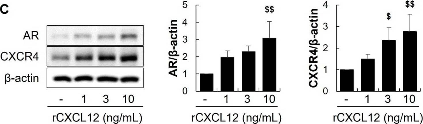 CXCL12 secreted from DFs induces AR and CXCR4 in DPCs. The effects of rCXCL12 on the expression of AR and CXCR4 in DPCs were observed using qRT-PCR (A,B) and Western blot analysis (C). rCXCL12 increased the mRNA and protein expression of the AR and CXCR4 in DPCs. $ p < 0.05, $$ p < 0.01 vs. Control. (D) DFs were treated with 100 nM TP or DHT for 48 h and the culture medium (CM) was collected. CM from DFs treated with TP and DHT (DFCMTP and DFCMDHT) significantly reduced hair length in human hair organ culture. $ p < 0.05 vs. DFCM, n = 10. The dollar sign ($) indicates differences in a one-way ANOVA. Image collected and cropped by CiteAb from the following open publication (//www.mdpi.com/1422-0067/25/3/1705), licensed under a CC-BY license. Not internally tested by Novus Biologicals.