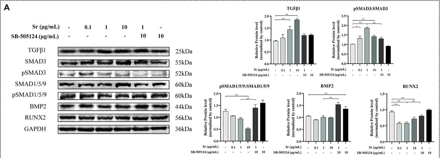 Effects of Sr and SB-505124 on the transforming growth factor  beta  (TGF beta )/SMAD family member (SMAD) signaling pathway and downstream gene transcription in bovine chondrocytes. Chondrocytes were treated with different doses of Sr (0, 0.1, 1, 10 μg/ml) with or without activin receptor-like kinase 5 (ALK5) kinase inhibitor (10 μM SB-505124). (A) Western blot analysis and relative protein expression levels of SMAD3, pSMAD3, SMAD1/5/9, pSMAD1/5/9, TGF beta , bone morphogenetic protein 2 (BMP2), and runt-related transcription factor 2 (RUNX2). (B) mRNA expression levels of TGF beta 1, serpin family E member 1 (SERPINE1), ALK5, ALK1, and inhibitor of DNA binding 1 (ID1). All experiments were repeated at least thrice. Data are means +/- SEM (n = 3 in each group) *p < 0.05; **p < 0.01. Image collected and cropped by CiteAb from the following open publication (//pubmed.ncbi.nlm.nih.gov/35712700), licensed under a CC-BY license. Not internally tested by Novus Biologicals.