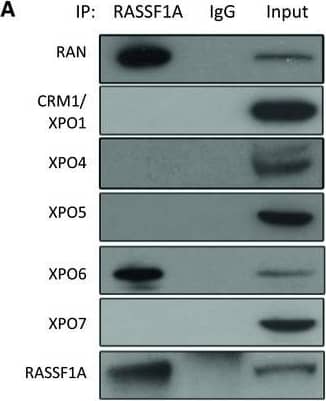 Immunoprecipitation Exportin 4 Antibody - BSA Free