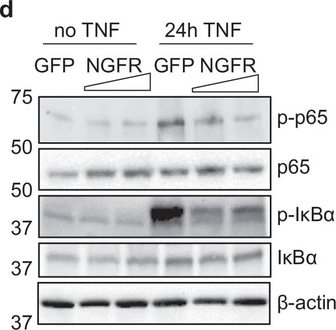 NGF-NGFR restricts the TNF/NF-kappa B signaling.a NGFR deletion enhanced TNF-induced phosphorylation of p65. v, empty vector; 2–8, different sgRNAs targeting Ngfr. n = 3 independent experiments. b NGF reduced TNF-induced p-p65, which required NGFR. v vehicle. T, TNF. N, NGF. T + N, TNF + NGF. Cells were treated with indicated growth factor/cytokine for 15 min. sgRNA #2 was used to generate NGFR KO. n = 3 independent experiments. c NGFR overexpression reduced p-p65 and p-I kappa B alpha  in C2C12 cells treated with TNF for 24 h. R, RFP. N, hNGFR-RFP. n = 3 independent experiments. d NGFR overexpression decreased p-p65 and p-I kappa B alpha  induced by TNF treatment in non-skeletal HEK293 cells. n = 3 independent experiments. e NGF treatment decreased NF-kappa B activation induced by TNF in HEK293 cells. n = 3 independent experiments. Source data are provided as a Source Data file. Image collected and cropped by CiteAb from the following open publication (//www.nature.com/articles/s41467-024-47633-6), licensed under a CC-BY license. Not internally tested by Novus Biologicals.