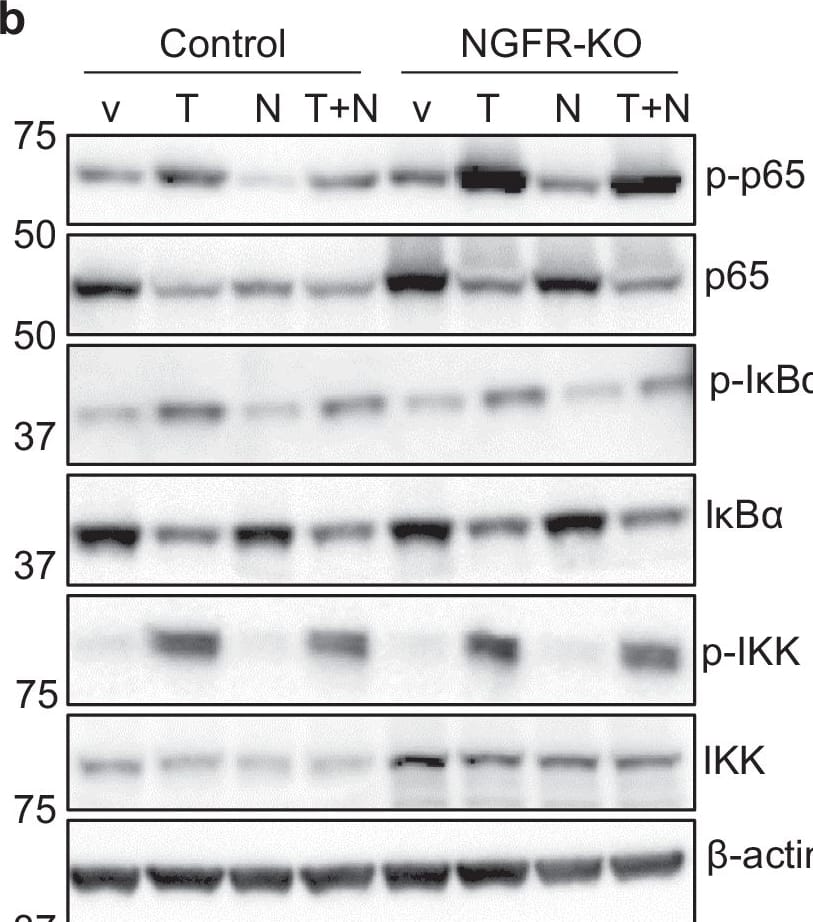 NGF-NGFR restricts the TNF/NF-kappa B signaling.a NGFR deletion enhanced TNF-induced phosphorylation of p65. v, empty vector; 2–8, different sgRNAs targeting Ngfr. n = 3 independent experiments. b NGF reduced TNF-induced p-p65, which required NGFR. v vehicle. T, TNF. N, NGF. T + N, TNF + NGF. Cells were treated with indicated growth factor/cytokine for 15 min. sgRNA #2 was used to generate NGFR KO. n = 3 independent experiments. c NGFR overexpression reduced p-p65 and p-I kappa B alpha  in C2C12 cells treated with TNF for 24 h. R, RFP. N, hNGFR-RFP. n = 3 independent experiments. d NGFR overexpression decreased p-p65 and p-I kappa B alpha  induced by TNF treatment in non-skeletal HEK293 cells. n = 3 independent experiments. e NGF treatment decreased NF-kappa B activation induced by TNF in HEK293 cells. n = 3 independent experiments. Source data are provided as a Source Data file. Image collected and cropped by CiteAb from the following open publication (//www.nature.com/articles/s41467-024-47633-6), licensed under a CC-BY license. Not internally tested by Novus Biologicals.