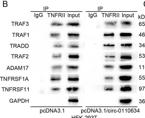 Circ-0110634 bound to TNFRII and TRAF2 (A) Potential proteins which could interact with TNFRII (B) The interaction between these proteins and TNFRII in HEK-293T cells with pcDNA3.1/circ-0110634 (C) RNA pull down assay was taken to verify whether circ-0110634 could combine with TRAF2 (D–E) RNA-protein pull-down and RIP assays were taken to verify whether circ-0110634 could bind to TRAF2 and TNFRII (F) TNFRII protein was cut down into 6 pieces (G–H) RNA-protein pull-down assays and gel electrophoresis were taken to verify the specific part circ-0110634 could bind to TNFRII (I) TRAF2 protein was cut into 8 pieces (J–K) RNA-protein pull down assays and gel electrophoresis were performed to confirm the binding capacity between specific pieces of TRAF2 and circ-0110634 (L) The binding capacity between TRAF2 and TNFRII was analyzed in circ-0110634-upregulated cells. ∗∗P ​< ​0.01. Image collected and cropped by CiteAb from the following open publication (//pubmed.ncbi.nlm.nih.gov/36185580), licensed under a CC-BY license. Not internally tested by Novus Biologicals.