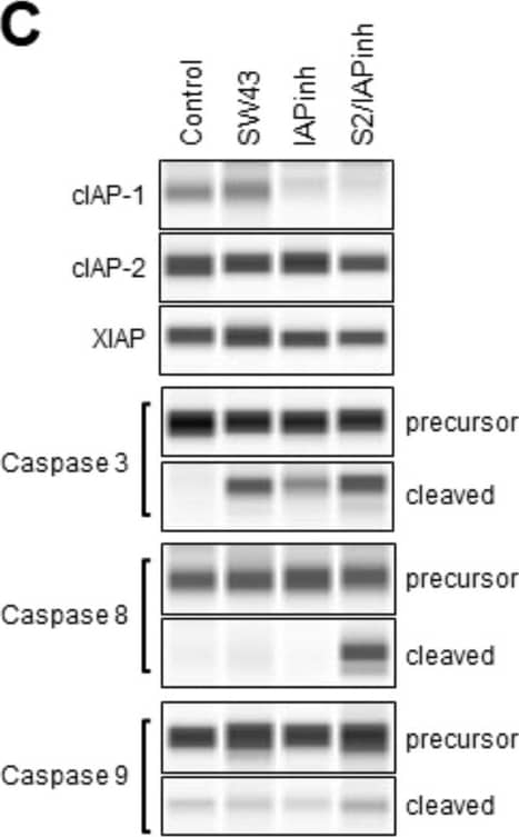 Simple Western: Mouse Monoclonal Caspase-8 Antibody (90A992) [NB100-56527] - S2/IAPinh induces tumor cell death via activation of the extrinsic apoptosis pathway in vivo. KP2 tumor samples collected from animals at 48 h after the treatment with either vehicle, SW43, IAPinh, or S2/IAPinh, were used for analyses. (A) Representative images of TUNEL labeled apoptosis cells in KP2 tumor samples of each group. Nuclei were stained in blue with Hoechst, TUNEL positive cells are in red. Scale bars are equal to 20 µm. (B) Quantification of TUNEL positive cells per area in each group. Data are shown as means ± SEM; ****P Sci Rep (2024). Not internally tested by Novus Biologicals.