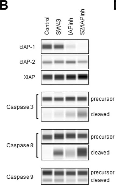 Simple Western: Mouse Monoclonal Caspase-8 Antibody (90A992) [NB100-56527] - S2/IAPinh induces activation of the extrinsic apoptosis pathway via degradation of cIAP-1. (A) Schematic diagram of the intrinsic and extrinsic apoptosis pathways: arrows represent stimulation. TNFR, tumor necrosis factor receptor; DR4-5, death receptor 4–5; cIAP-1/2, cellular inhibitor of apoptosis protein-1/2; RIPK1, Receptor-interacting serine/threonine-protein kinase 1. (B) Protein expression of cIAP-1, cIAP-2, and XIAP in HPAC cells treated with vehicle, SW43 (10 µM), IAPinh (10 µM), or S2/IAPinh (10 µM) for 6 h. The precursor and cleaved forms of caspases 3, 8, and 9 were also analyzed for these cells using Wes automated capillary blotting system (Protein Simple). (C) Quantification of protein expression. Relative densitometry of each band normalized to the total protein. Data shown as means ± SEM. **P Sci Rep (2024). Not internally tested by Novus Biologicals.