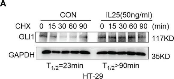 Western Blot IL-17E/IL-25 Antibody (68C1039.2) - BSA Free