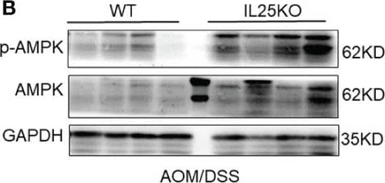 Western Blot IL-17E/IL-25 Antibody (68C1039.2) - BSA Free