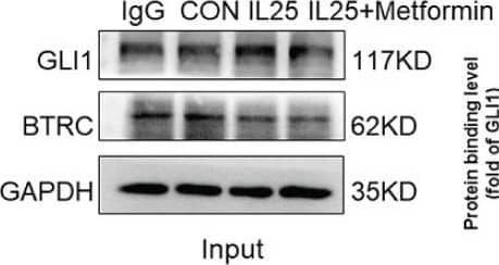 Western Blot IL-17E/IL-25 Antibody (68C1039.2) - BSA Free