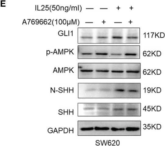 Western Blot: IL-17E/IL-25 Antibody (68C1039.2) - BSA Free [NB100-56541] - IL25 upregulated GLI1 by inhibiting p-AMPK. (A) HT-29 cells were treated with cycloheximide (CHX, 50 μg/ml) for the indicated time, & cell lysates were analyzed by Western blotting with the indicated antibodies. (B) Western blotting of p-AMPK & AMPK in the WT & IL25KO AOM/DSS-induced tumor tissue. (C) The expression levels of GLI1, p-AMPK, & AMPK were examined in HT-29 & SW620 cells treated with recombinant IL25 in a time-dependent manner by Western blotting. (D, E) Western blotting of GLI1, p-AMPK, & AMPK in SW620 cells treated with AMPK activator A769662 & Metformin following IL25 treatment. (F) GLI1 expression was detected by immunofluorescence staining in SW620 cells treated with AMPK activator Metformin following IL25 treatment. (G) SW620 cells were treated with 10 μM MG132 & then incubated with or without 50 ng/ml recombinant IL25 & 1 mM Metformin, then immunoprecipitated with GLI1 antibody. GLI1 ubiquitination was determined using an anti-ubiquitin antibody. IP, immunoprecipitation. (H) Sphere formation analysis of SW620 cells treated with AMPK activator Metformin following IL25 treatment. Representative images (left) & the mean numbers & sphere size (right) of spheres are shown. Data present as mean ± SEM; *p <0.05, **p <0.01, ***p <0.001. Image collected & cropped by CiteAb from the following publication (//pubmed.ncbi.nlm.nih.gov/35359953), licensed under a CC-BY license. Not internally tested by Novus Biologicals.