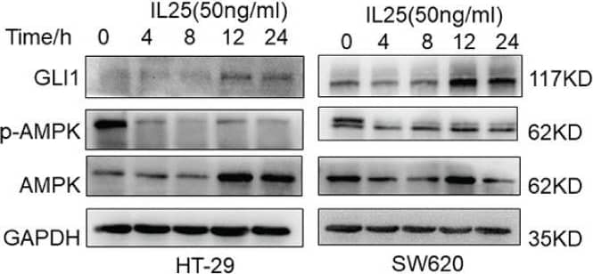 Western Blot IL-17E/IL-25 Antibody (68C1039.2) - BSA Free