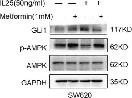 Western Blot IL-17E/IL-25 Antibody (68C1039.2) - BSA Free