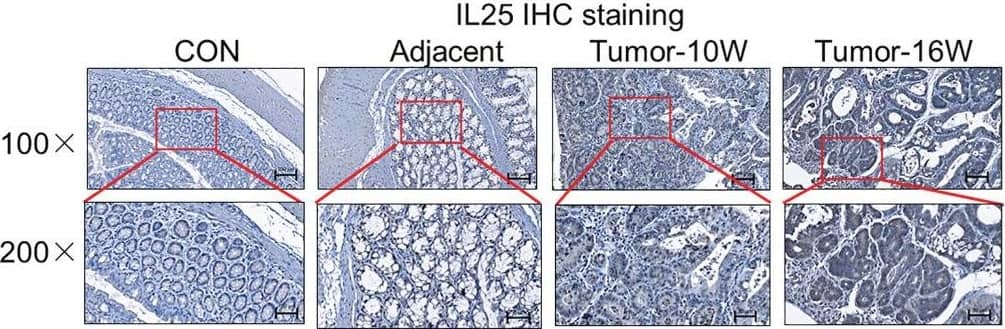 Immunohistochemistry IL-17E/IL-25 Antibody (68C1039.2) - BSA Free