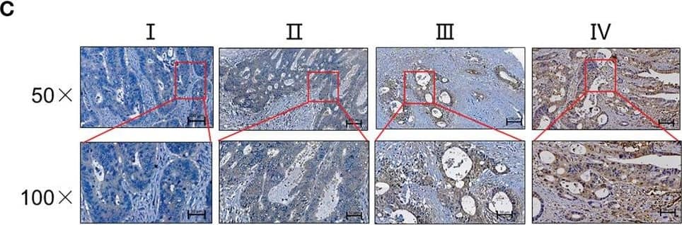 Immunohistochemistry IL-17E/IL-25 Antibody (68C1039.2) - BSA Free