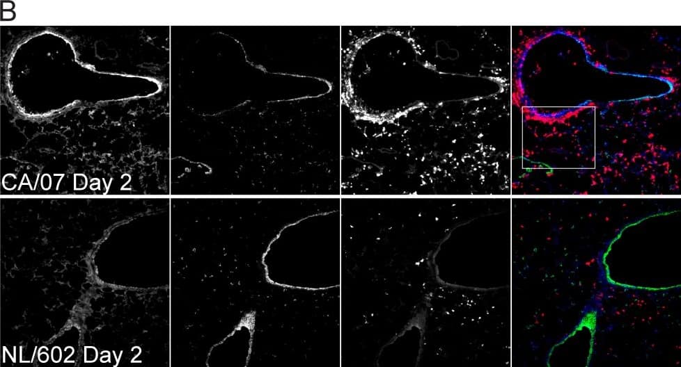 Immunocytochemistry/ Immunofluorescence: Influenza A H1N1 Nucleoprotein Antibody [NB100-56570] - CA/07 & NL/602 induced qualitatively similar expression of nucleoprotein in airway epithelial cells but distinct recruitment of F4/80+ cells & CD11b+ cells.Frozen lung sections collected two (B) & four (C) days post infection were stained with anti-influenza nucleoprotein (blue), anti-F4/80 antigen (green) or anti-CD11b (red). Both CA/07 & NL/602 induced expression of viral nucleoprotein prominently on bronchiole epithelial cells & modest expression on alveolar epithelial cells. F4/80+ & CD11b+ cells were detected in greater abundance upon infection with NL/602 compared to naïve lung. In contrast, CA/07 infection yielded substantially greater recruitment of CD11b+ cells while F4/80+ cells were minimally detected. Insets from CA/07 & NL/602 shown in 40X objective (D). Scale bars represent 100µm. Image collected & cropped by CiteAb from the following publication (//dx.plos.org/10.1371/journal.pone.0076708), licensed under a CC-BY license. Not internally tested by Novus Biologicals.