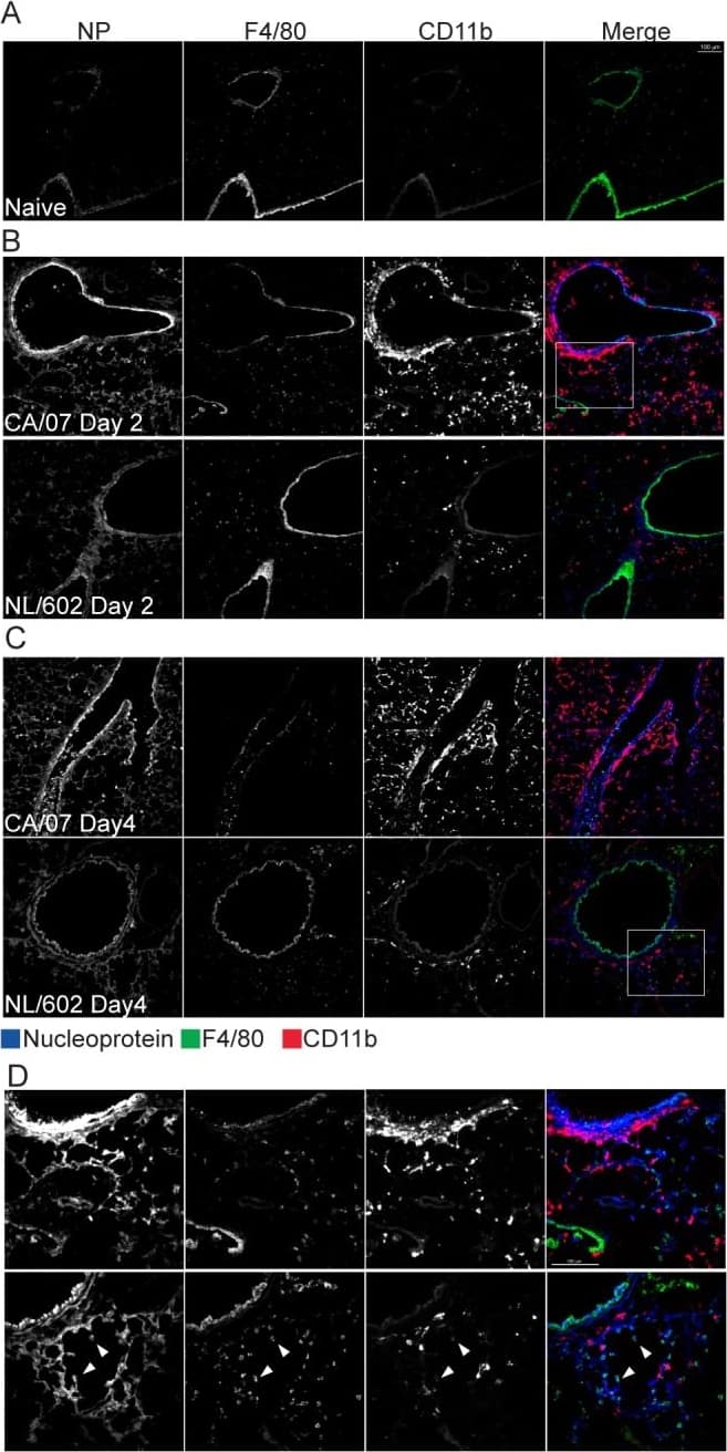 Immunocytochemistry/ Immunofluorescence: Influenza A H1N1 Nucleoprotein Antibody [NB100-56570] - CA/07 & NL/602 induced qualitatively similar expression of nucleoprotein in airway epithelial cells but distinct recruitment of F4/80+ cells & CD11b+ cells.Frozen lung sections collected two (B) & four (C) days post infection were stained with anti-influenza nucleoprotein (blue), anti-F4/80 antigen (green) or anti-CD11b (red). Both CA/07 & NL/602 induced expression of viral nucleoprotein prominently on bronchiole epithelial cells & modest expression on alveolar epithelial cells. F4/80+ & CD11b+ cells were detected in greater abundance upon infection with NL/602 compared to naïve lung. In contrast, CA/07 infection yielded substantially greater recruitment of CD11b+ cells while F4/80+ cells were minimally detected. Insets from CA/07 & NL/602 shown in 40X objective (D). Scale bars represent 100µm. Image collected & cropped by CiteAb from the following publication (//dx.plos.org/10.1371/journal.pone.0076708), licensed under a CC-BY license. Not internally tested by Novus Biologicals.