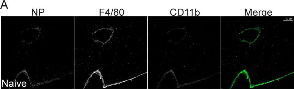 Immunocytochemistry/ Immunofluorescence: Influenza A H1N1 Nucleoprotein Antibody [NB100-56570] - CA/07 & NL/602 induced qualitatively similar expression of nucleoprotein in airway epithelial cells but distinct recruitment of F4/80+ cells & CD11b+ cells.Frozen lung sections collected two (B) & four (C) days post infection were stained with anti-influenza nucleoprotein (blue), anti-F4/80 antigen (green) or anti-CD11b (red). Both CA/07 & NL/602 induced expression of viral nucleoprotein prominently on bronchiole epithelial cells & modest expression on alveolar epithelial cells. F4/80+ & CD11b+ cells were detected in greater abundance upon infection with NL/602 compared to naïve lung. In contrast, CA/07 infection yielded substantially greater recruitment of CD11b+ cells while F4/80+ cells were minimally detected. Insets from CA/07 & NL/602 shown in 40X objective (D). Scale bars represent 100µm. Image collected & cropped by CiteAb from the following publication (//dx.plos.org/10.1371/journal.pone.0076708), licensed under a CC-BY license. Not internally tested by Novus Biologicals.