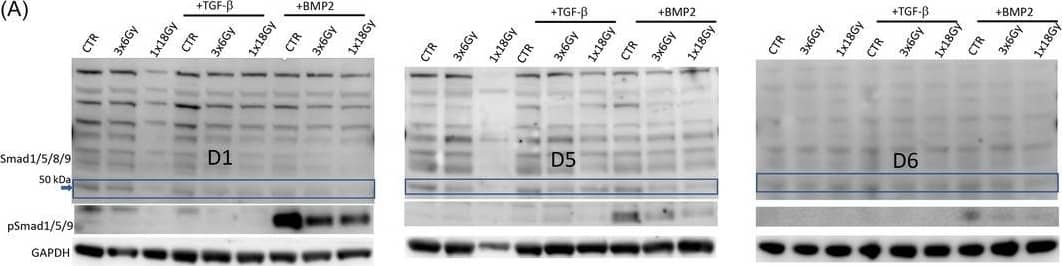 Western Blot SMAD1/5/8/9 Antibody - BSA Free